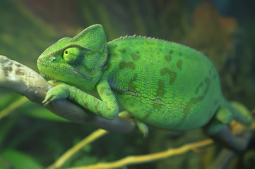 Bright green spotted chameleon sitting on the branch. Veiled chameleon (Chamaeleo calyptratus) in terrarium. Close-up.