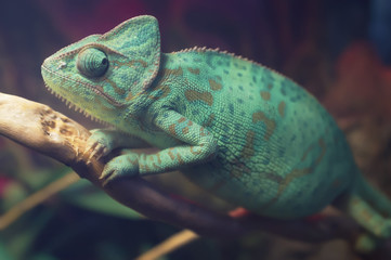 Bright blue spotted chameleon sitting on the branch. Veiled chameleon (Chamaeleo calyptratus) in terrarium. Close-up. © K. B.