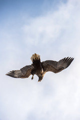 Juvenile White-tailed eagle in flight dive. Blue sky background.  Scientific name: Haliaeetus albicilla, also known as the ern, erne, gray eagle, Eurasian sea eagle and white-tailed sea-eagle.