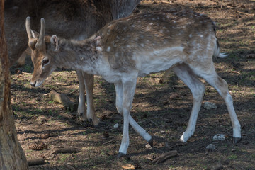 Naturwildpark