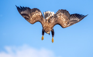 Juvenile White-tailed eagle in flight dive. Blue sky background.  Scientific name: Haliaeetus albicilla, also known as the ern, erne, gray eagle, Eurasian sea eagle and white-tailed sea-eagle.