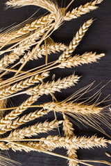 Spikelets of ripe wheat on a black background