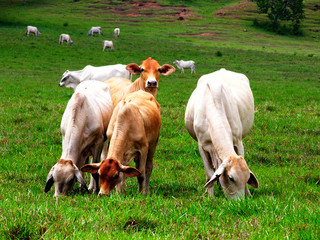 vacas pastando en pleno campo