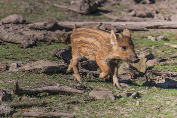 Naturwildpark