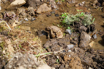Frogs during the period of fertilization in the Carpathian mountains.Frogs sex