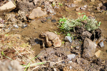Frogs during the period of fertilization in the Carpathian mountains.Frogs sex