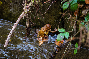 Frogs during the period of fertilization in the Carpathian mountains.Frogs sex