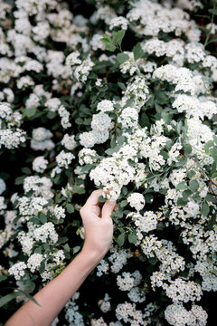 A hand reaching out and touching a branch covered in tiny white flowers