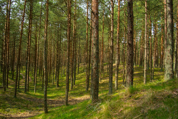 Fototapeta na wymiar Pine forest of the National Park Curonian Spit