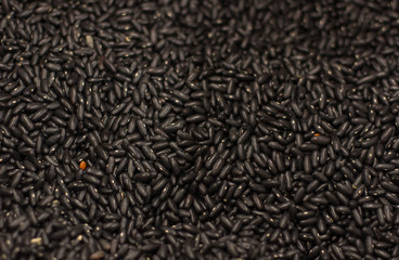 black croup food textured background surface with one yellow different grain  in center of foreshortening