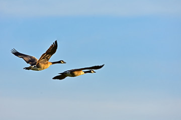 Canada Geese in Flight