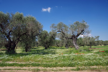 terra di puglia