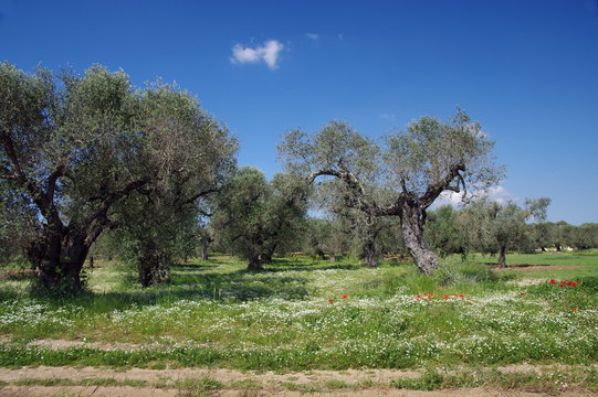terra di puglia