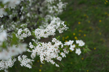 Cherry tree