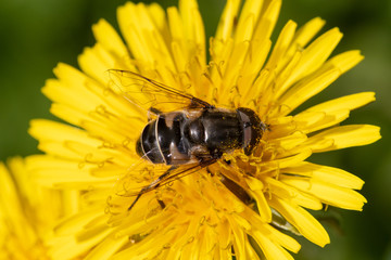 Syrphid Fly (Eristalis) gathering Pollen on Dandelion