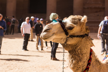 Obraz premium desert tamed animal camel profile portrait in touristic place Petra in Jordan with many people on background 