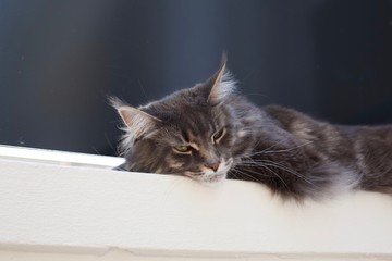 Chat