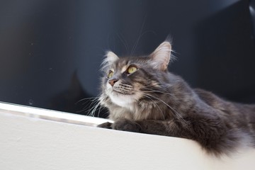 Chat