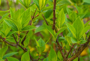 Spring greens on the branches of a bush