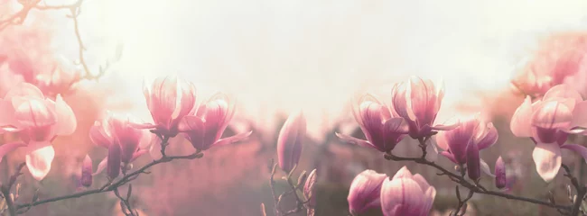 Foto op Aluminium Magnoliabloem, prachtig bloeiende Magnoliabloemen in het voorjaar © PhotoIris2021