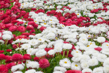 white and red flowers growing in a bed in spring