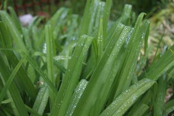 Drops, droplets of rain, water on the leaves of wild crin