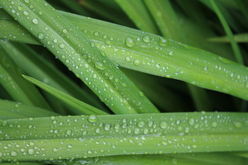 Drops, droplets of rain, water on the leaves of wild crin