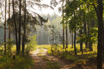 Dirt road from the forest to the glade