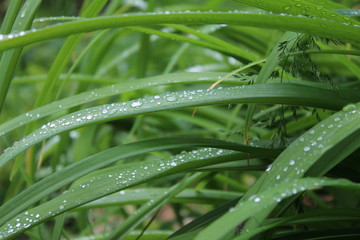 Drops, droplets of rain, water on the leaves of wild crin