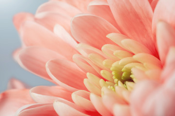 Trendy coral colored chrysanthemum close up.