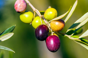 Branch of olive tree with fruits and leaves