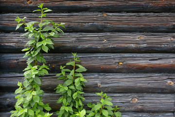 Green branch and old wood wall background