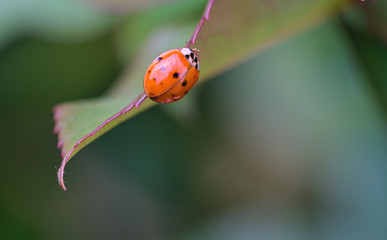 ladybug on leaf
