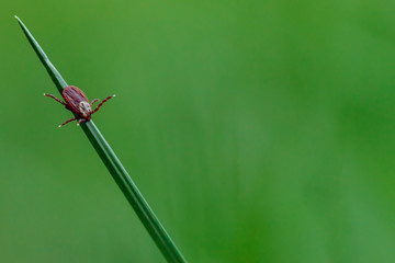 Mite on the grass