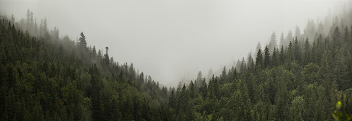  Morning panorama of the mountain forest with fog. Landscape. Nature. Fresh air.