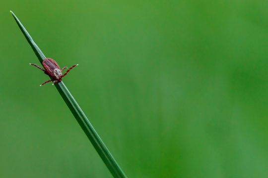 Mite on the grass