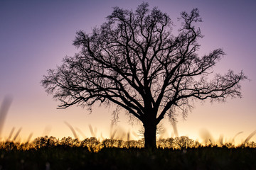 Plakat Baum im Abendlicht