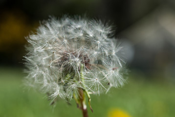 dandelion on green background of blue sky