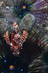 juvenile lionfish