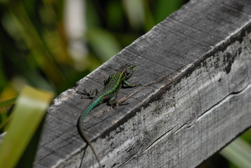 lizard on a tree