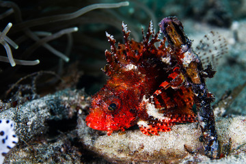juvenile lionfish