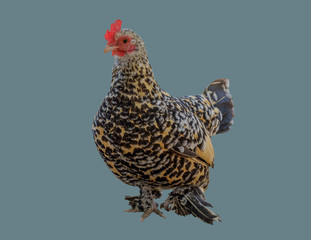 Chicken on an isolated background.