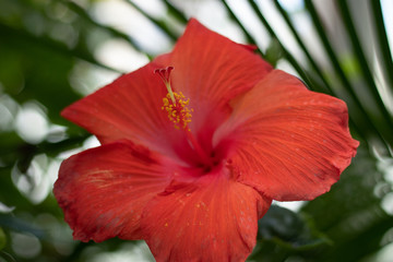 Closeup of bright red hibiscus flower with pistil and stamen