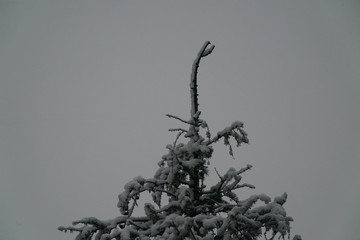 Schneefall im Mai. Natur wurde mit Neuschnee am Morgen geweckt. 05.05.2019