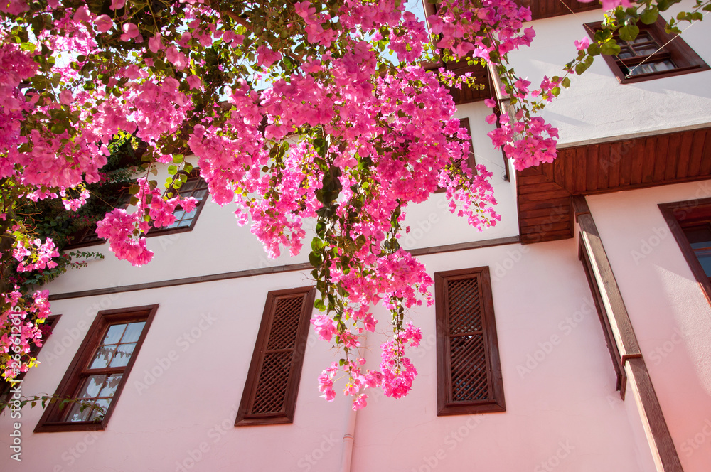 Wall mural beautiful pink flowers in street of old town kaleici in antalya - Wall murals