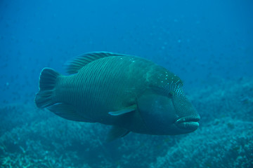 Fototapeta premium giant grouper