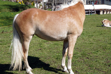 cavalli