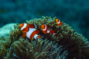 Clownfishes in anamone