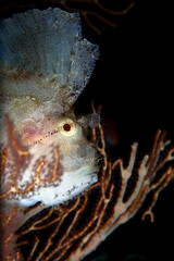 leaffish raja ampat