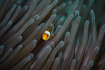 Clownfishes in anamone